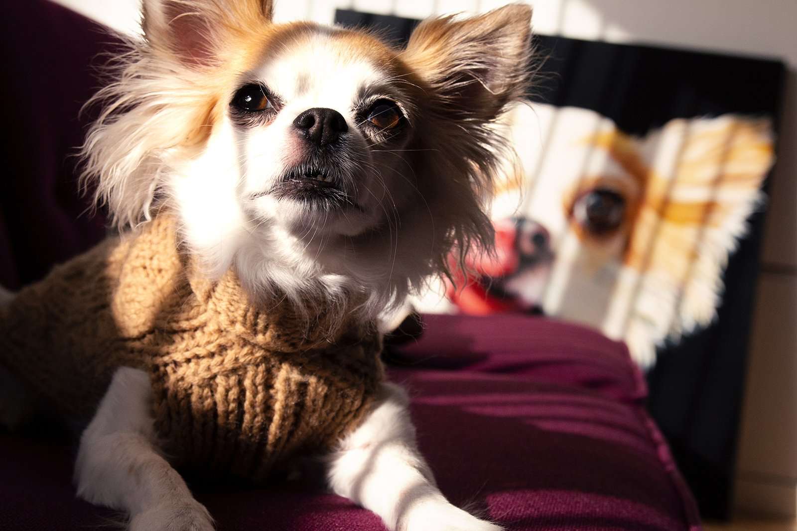 timothee-paris-meets-louis-on-the-red-sofa-dog