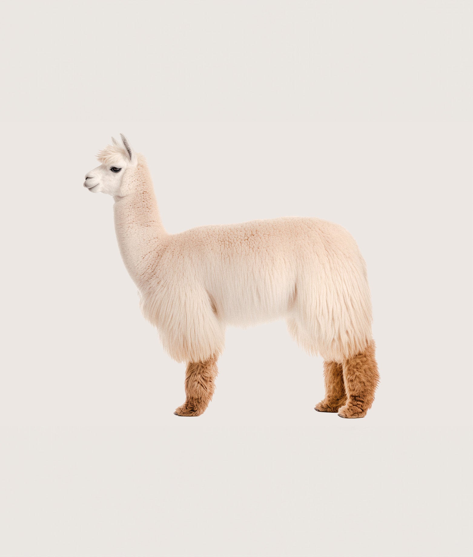 French designer brand timothee paris alpaca collection main image